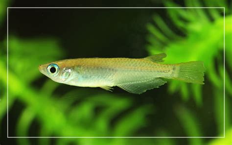 rice fish|Japanese Rice Fish – Species Profile & Facts .